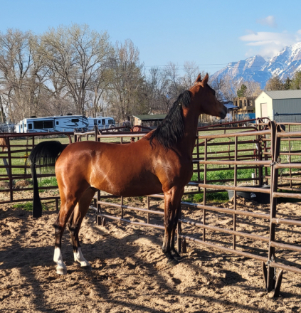 HorseID: 2315132 DA Cosmo - PhotoID: 1101046