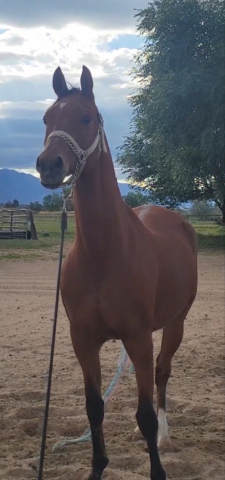 HorseID: 2315132 DA Cosmo - PhotoID: 1104606