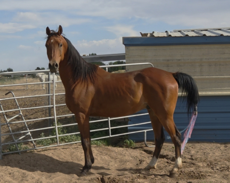 HorseID: 2315132 DA Cosmo - PhotoID: 1104927