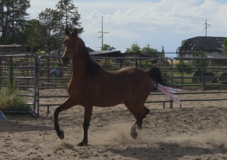 HorseID: 2315132 DA Cosmo - PhotoID: 1104928