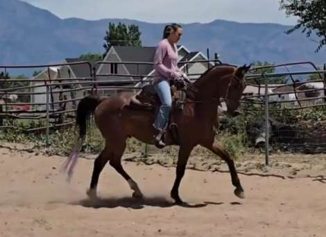HorseID: 2315132 DA Cosmo - PhotoID: 1104929