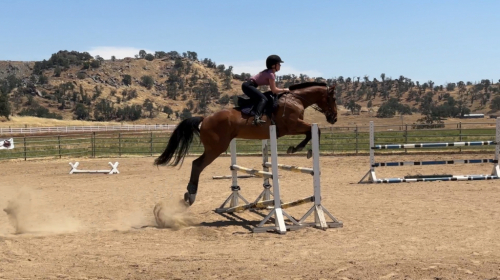 HorseID: 2315212 Desert Moon - PhotoID: 1103689