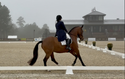 HorseID: 2315278 Qredible Dream - PhotoID: 1103529