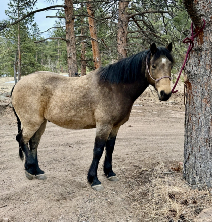 HorseID: 2315396 Hutch - PhotoID: 1104970