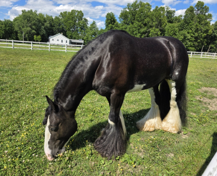 HorseID: 2315433 Four Socks Wondering - PhotoID: 1104469
