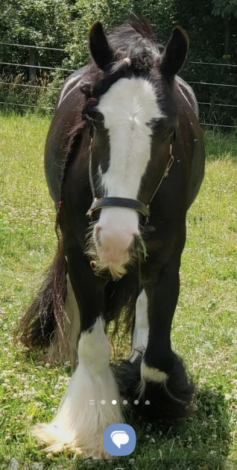HorseID: 2315433 Four Socks Wondering - PhotoID: 1104470