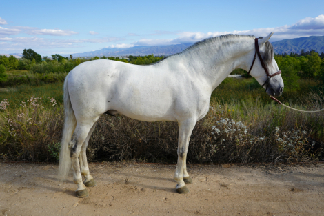HorseID: 2315569 Reus - PhotoID: 1104331