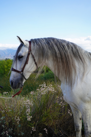 HorseID: 2315569 Reus - PhotoID: 1104332
