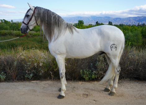 HorseID: 2315569 Reus - PhotoID: 1104333