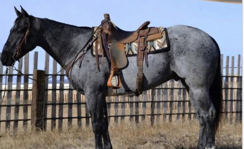 HorseID: 2315700 Heza Smokin Cowboy - PhotoID: 1104362