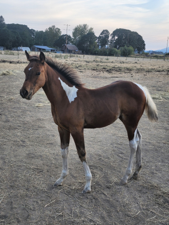 HorseID: 2315855 Jacks Midnight Spark - PhotoID: 1102116