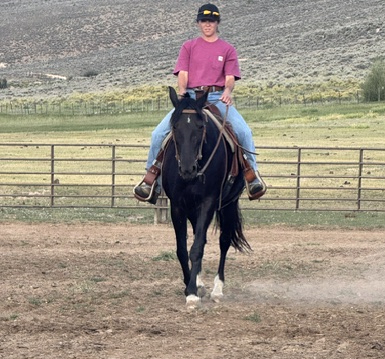 HorseID: 2315911 Laynes Elli Delight - PhotoID: 1102193