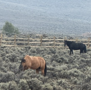 HorseID: 2315911 Laynes Elli Delight - PhotoID: 1105145