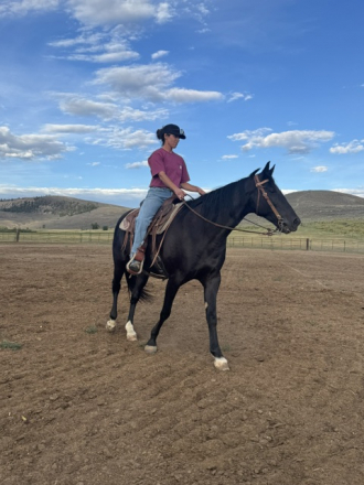 HorseID: 2315911 Laynes Elli Delight - PhotoID: 1105146