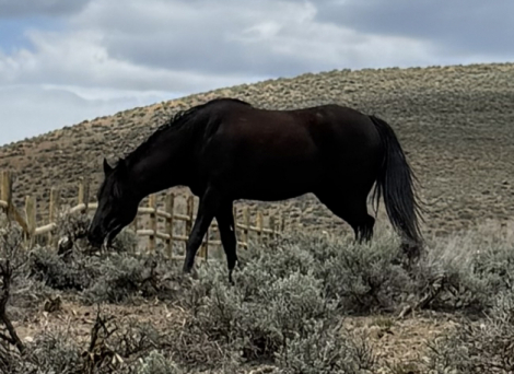 HorseID: 2315911 Laynes Elli Delight - PhotoID: 1105148