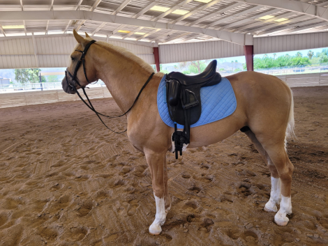 HorseID: 2315930 SPIRIT - PhotoID: 1102535