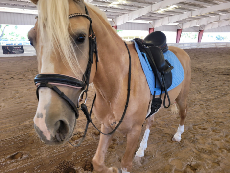 HorseID: 2315930 SPIRIT - PhotoID: 1102536