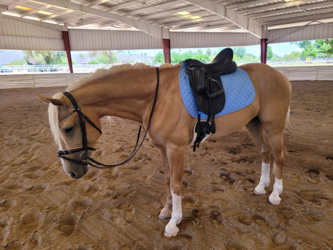 HorseID: 2315930 SPIRIT - PhotoID: 1102748