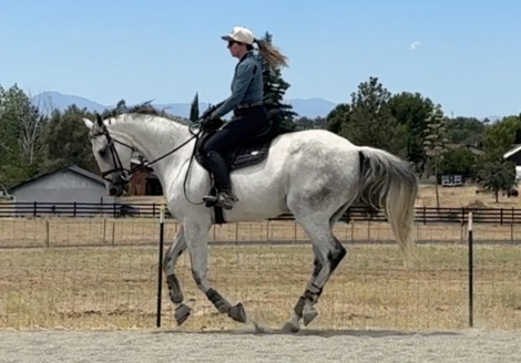 HorseID: 2315953 Landkaletto - PhotoID: 1102256