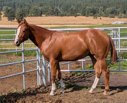HorseID: 2316017 Livin For Lopin - PhotoID: 1104363