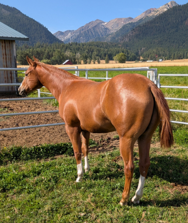 HorseID: 2316017 Livin For Lopin - PhotoID: 1104364