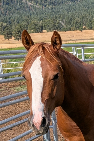 HorseID: 2316017 Livin For Lopin - PhotoID: 1104365