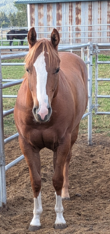 HorseID: 2316017 Livin For Lopin - PhotoID: 1104366