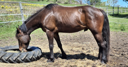 HorseID: 2316167 Thain of the Shire - PhotoID: 1103830