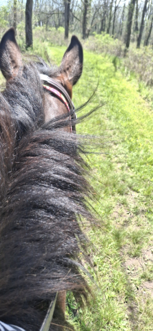 HorseID: 2316167 Thain of the Shire - PhotoID: 1103831