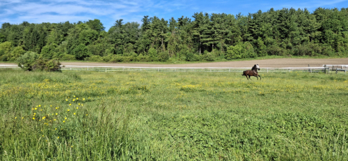 HorseID: 2316167 Thain of the Shire - PhotoID: 1103833