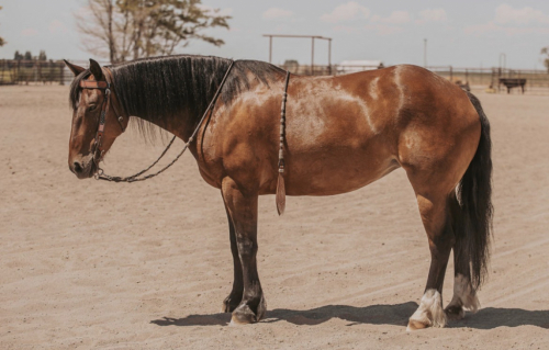 HorseID: 2316256 Lil Snippa Whiskey - PhotoID: 1103819