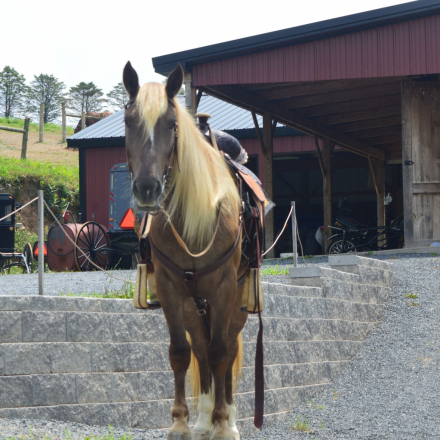 HorseID: 2316282 Tulip - PhotoID: 1103922