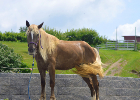HorseID: 2316282 Tulip - PhotoID: 1103923