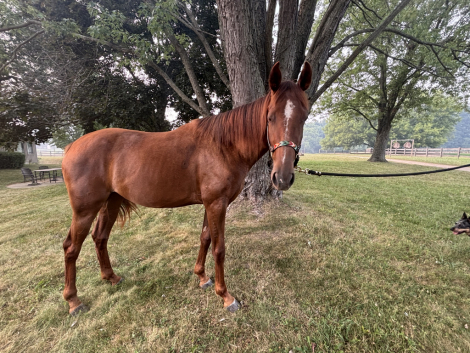 HorseID: 2316415 Selah - PhotoID: 1103308