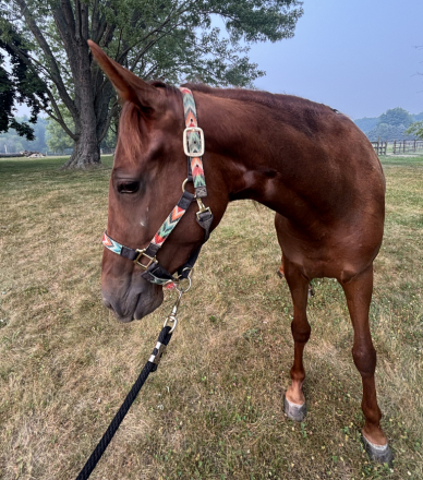 HorseID: 2316415 Selah - PhotoID: 1103309
