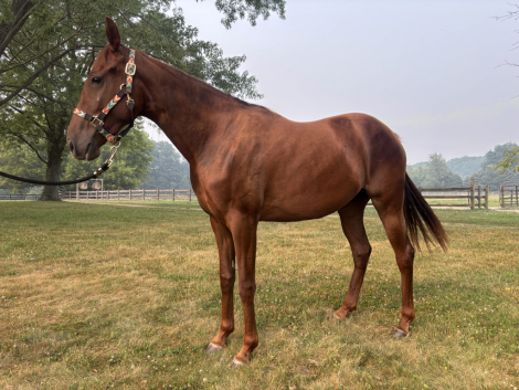 HorseID: 2316415 Selah - PhotoID: 1103310