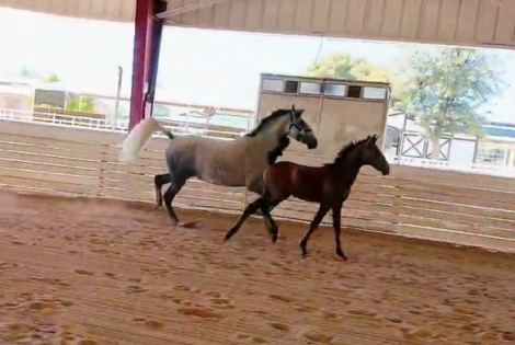 HorseID: 2316432 Divina De Vazquez - PhotoID: 1103466