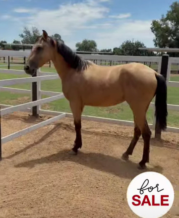 HorseID: 2316437 Mila de Munoz - PhotoID: 1103465