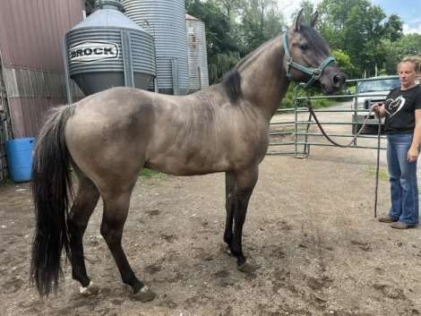HorseID: 2316446 MISSIN NO ACTION - PhotoID: 1103680