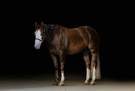 HorseID: 2316467 Pale Face Encore - PhotoID: 1103412