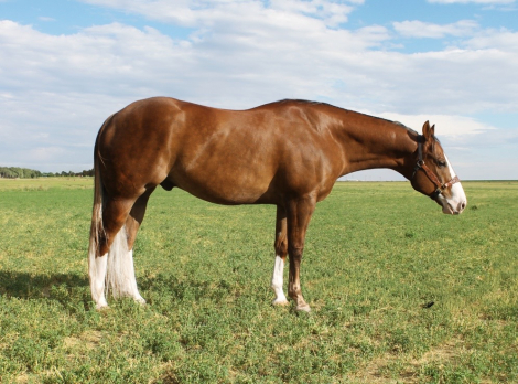 HorseID: 2316467 Pale Face Encore - PhotoID: 1103413