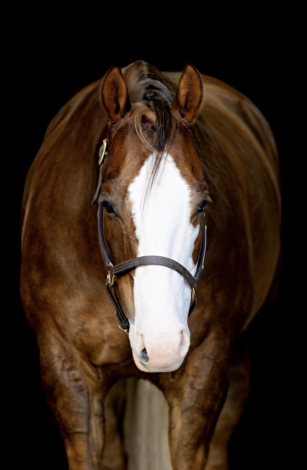 HorseID: 2316467 Pale Face Encore - PhotoID: 1103414