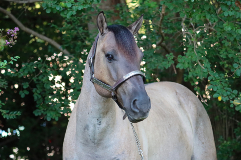 HorseID: 2316494 GOOSEBERRY ROAM - PhotoID: 1104799