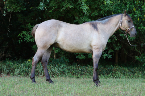 HorseID: 2316494 GOOSEBERRY ROAM - PhotoID: 1104800