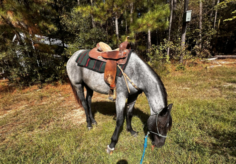 HorseID: 2316494 GOOSEBERRY ROAM - PhotoID: 1104801
