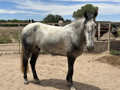 HorseID: 2316554 Stealth Bomber FJC - PhotoID: 1104545