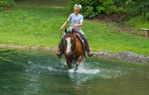 HorseID: 2316628 Trashin In Cashmere - PhotoID: 1103907