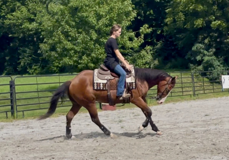 HorseID: 2316628 Trashin In Cashmere - PhotoID: 1103162