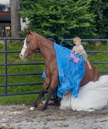 HorseID: 2316628 Trashin In Cashmere - PhotoID: 1103163