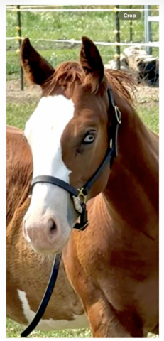 HorseID: 2316642 Extremely  Ultimate - PhotoID: 1104151